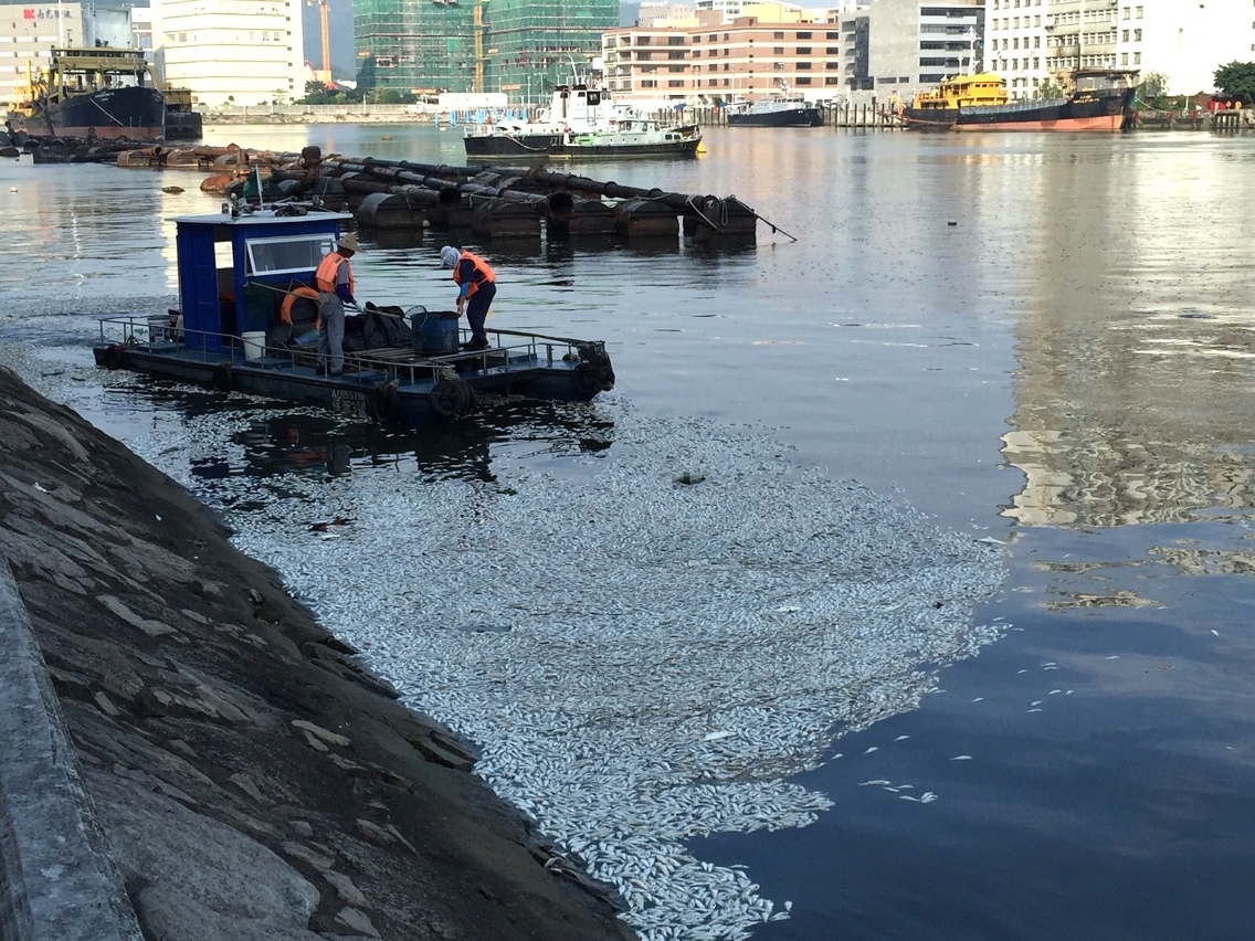 海事局派出船隻和人員到現場清理死魚