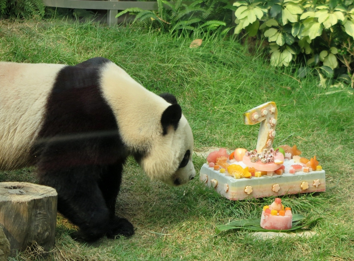 Pavilhão do Panda Gigante celebra o sétimo aniversário do panda gigante “Kai Kai”