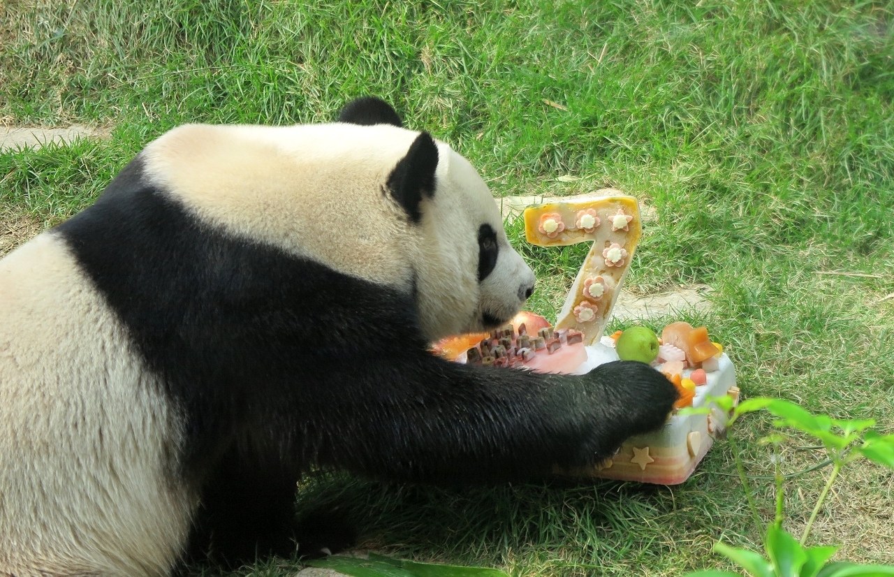 Pavilhão do Panda Gigante celebra o sétimo aniversário do panda gigante “Kai Kai”