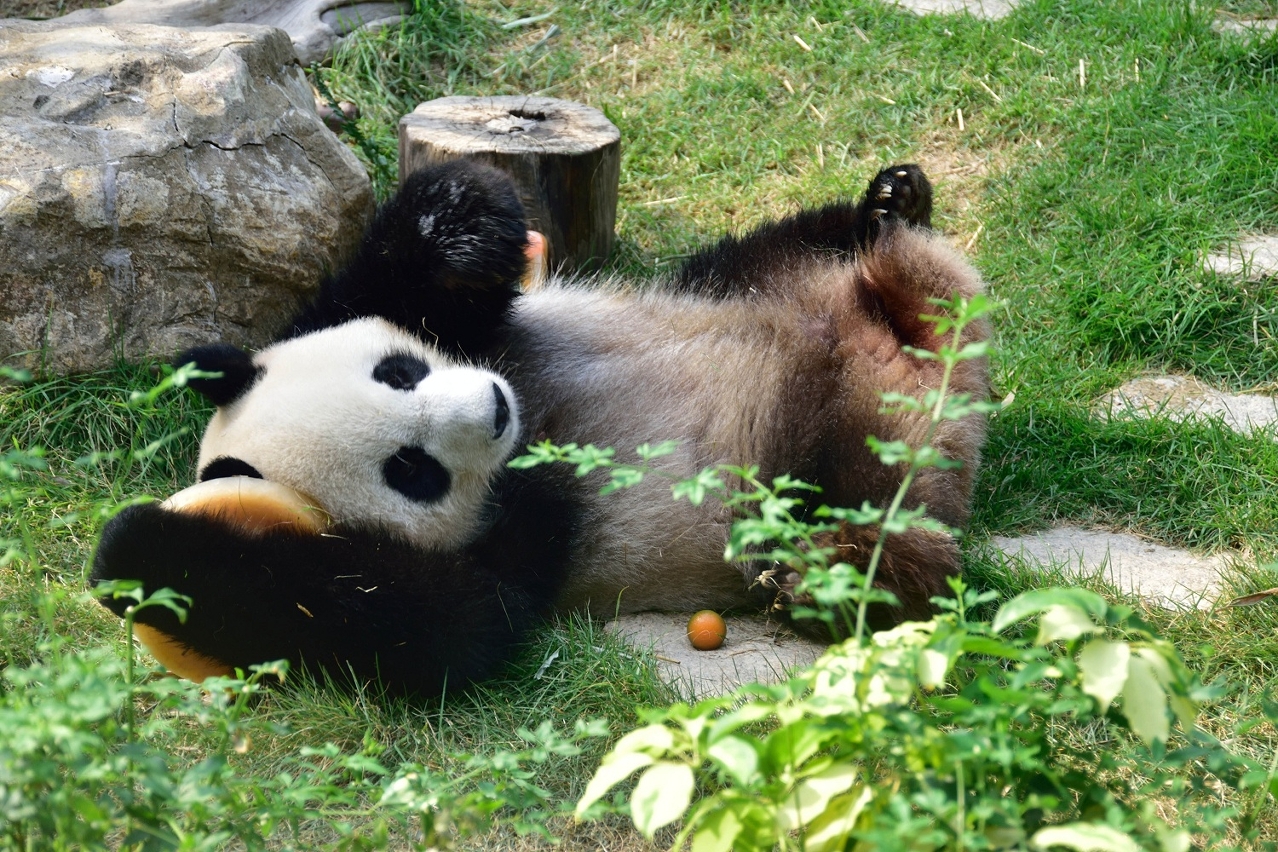 Celebração do oitavo aniversário do panda gigante fêmea “Xin Xin”