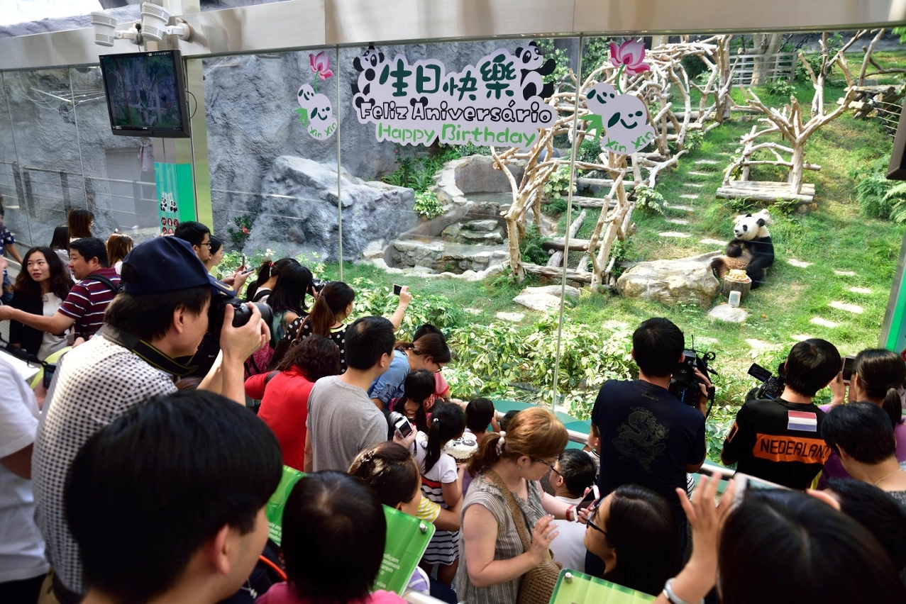 Celebração do oitavo aniversário do panda gigante fêmea “Xin Xin”