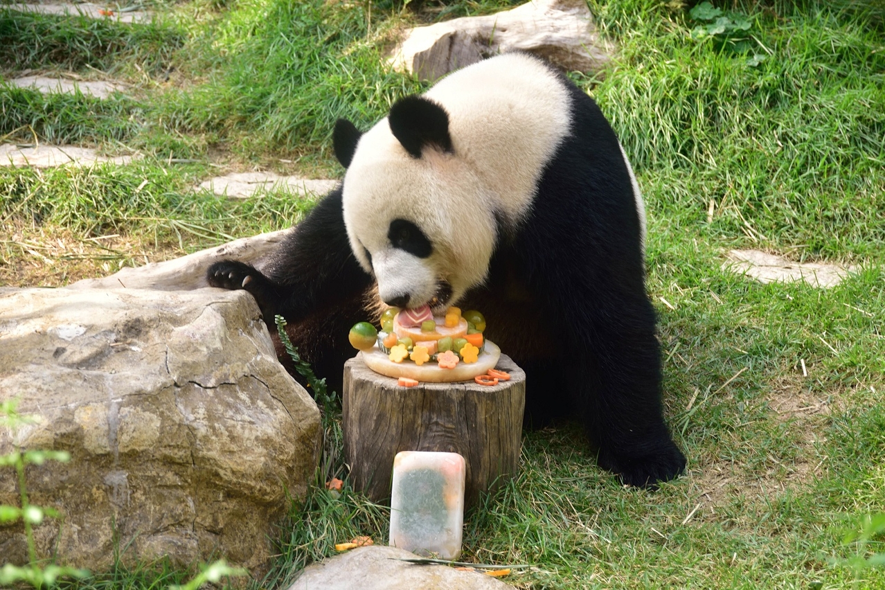 Celebração do oitavo aniversário do panda gigante fêmea “Xin Xin”