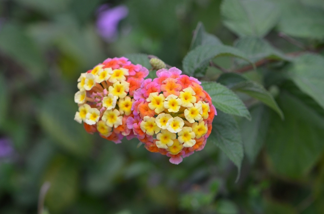 Lantana Comum (Lantana camara)