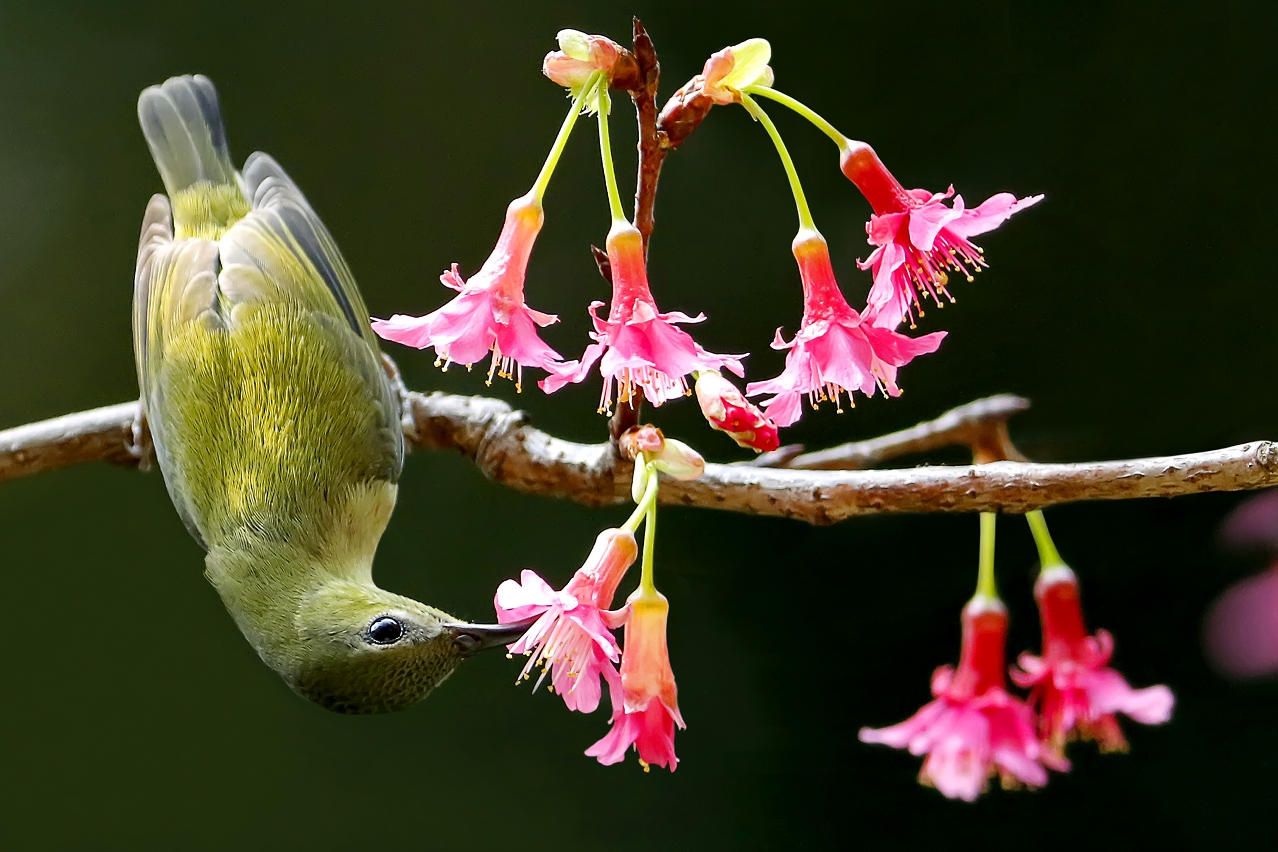 “A joyous scene in spring”