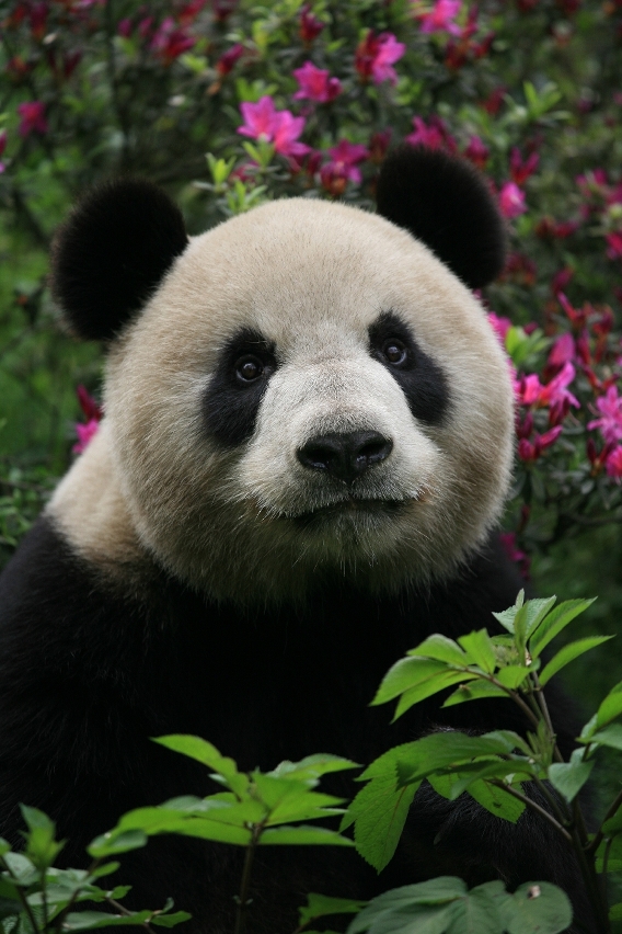 Xin Xin, the panda to arrive in Macao on 30 April.