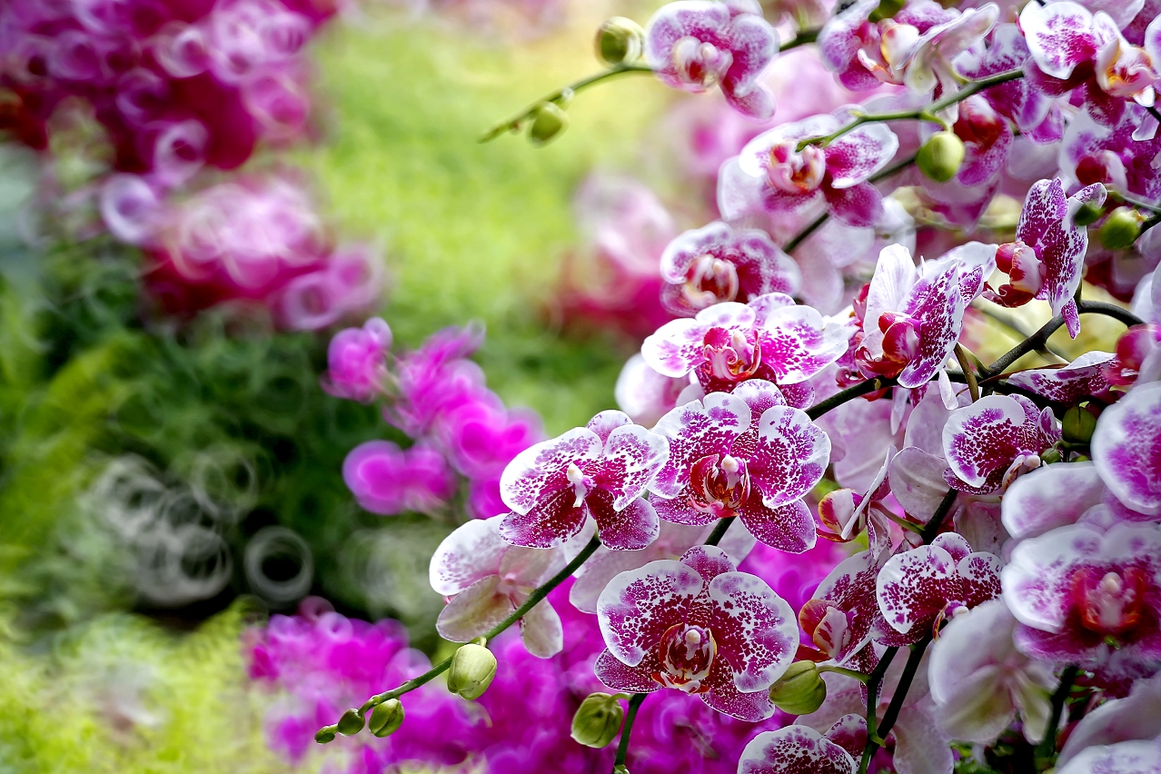 "Elegant Orchids"