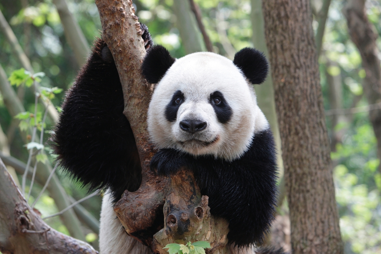 " Kai Kai" , panda que vai chegar a Macau no próximo dia 30 de Abril.