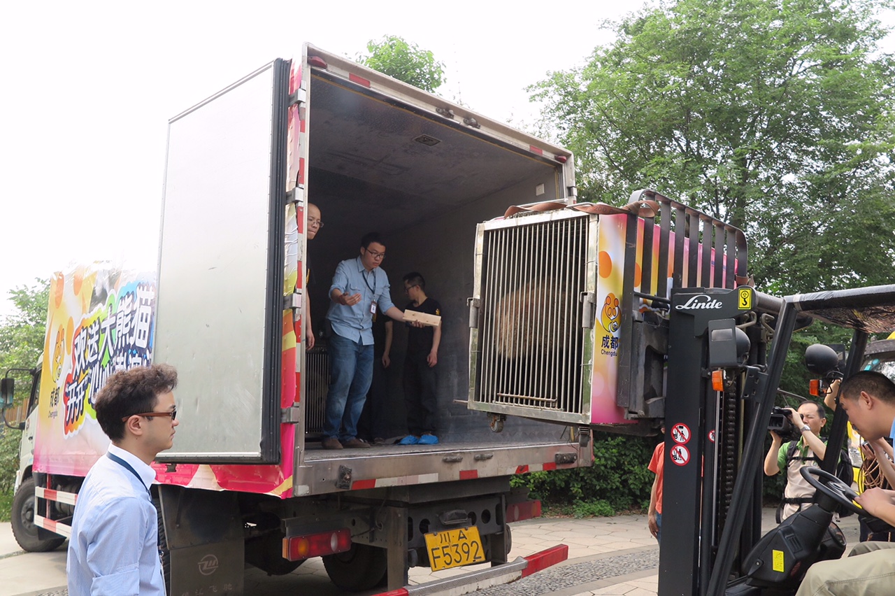 Jaula com os pandas gigantes colocada no veículo de transporte à partida da Base de Estudo de Procriação dos Pandas Gigantes de Chengdu