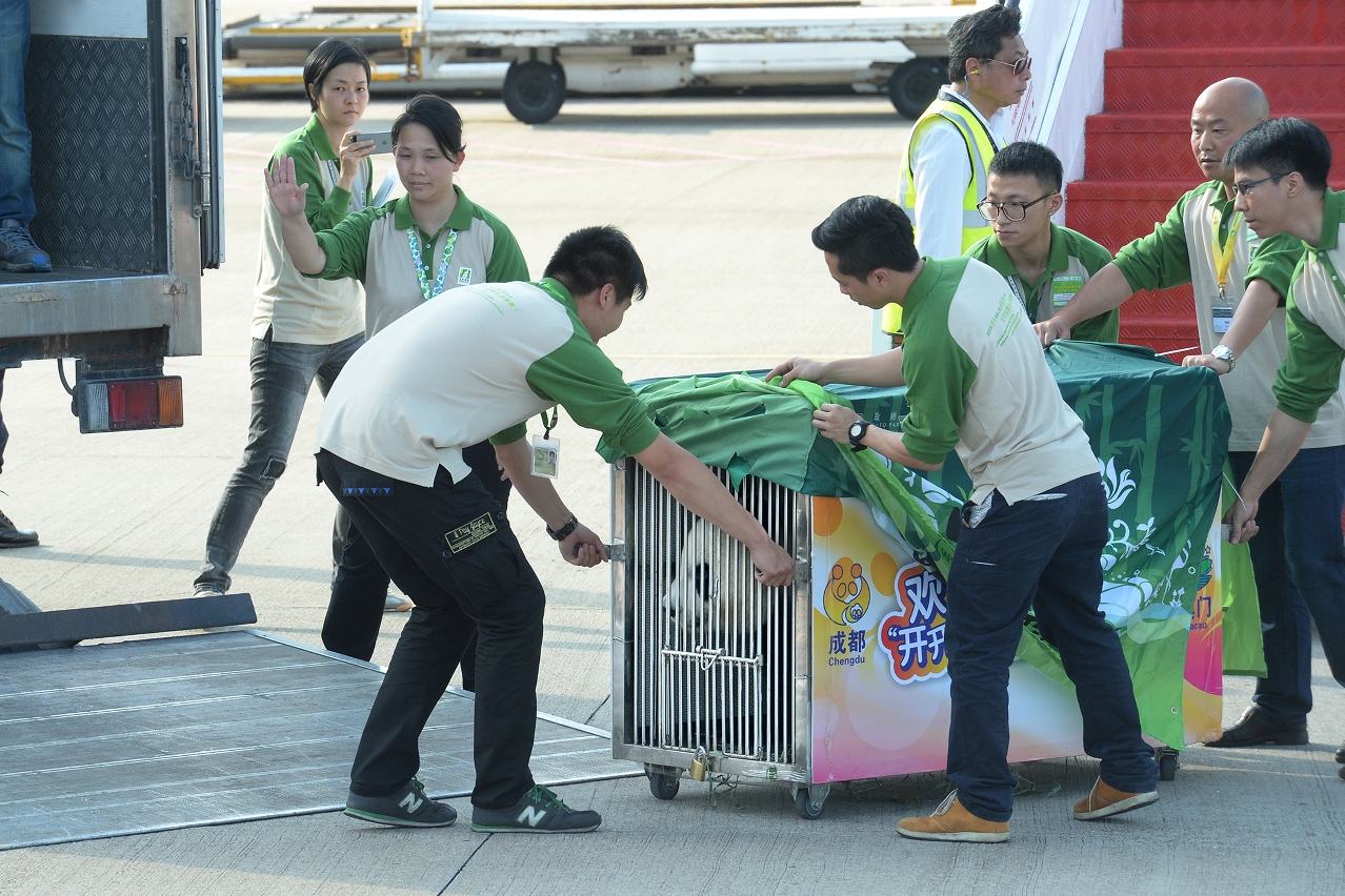 Novo casal de pandas gigantes, oferecidos pelo Governo Central, chega ao Aeroporto Internacional de Macau proviniente de Chengdu.