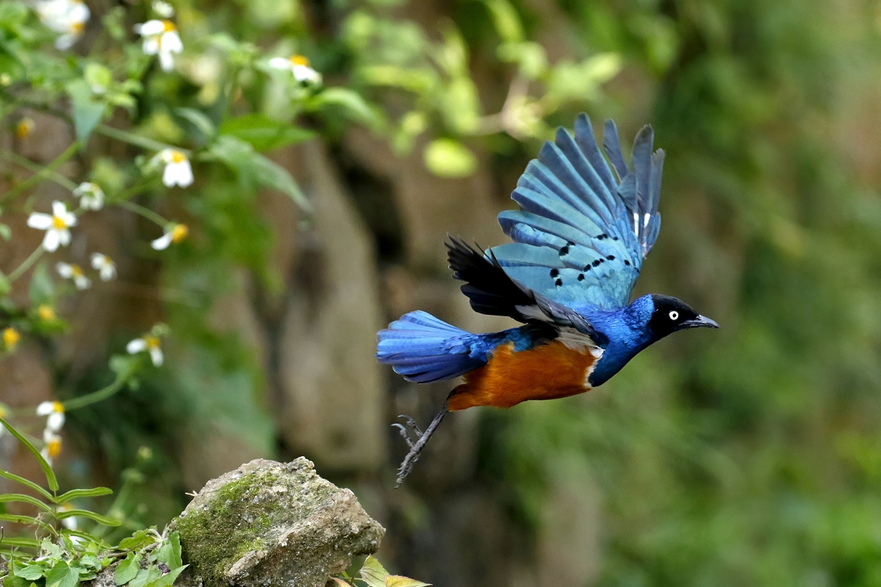 “A joyous scene in spring”