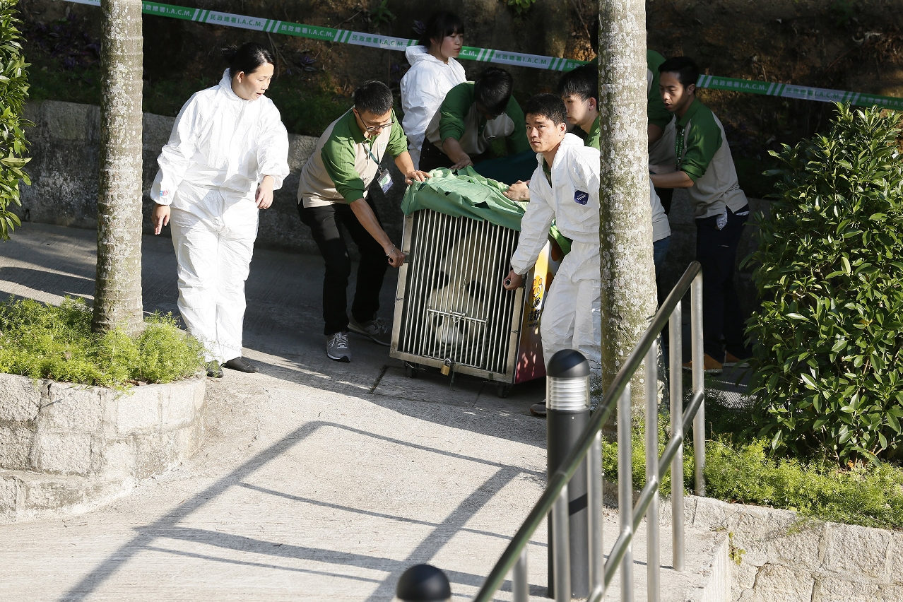 The new pair of giant pandas arrives at a local farm for quarantine, before moving in to the Macao Giant Panda Pavilion.