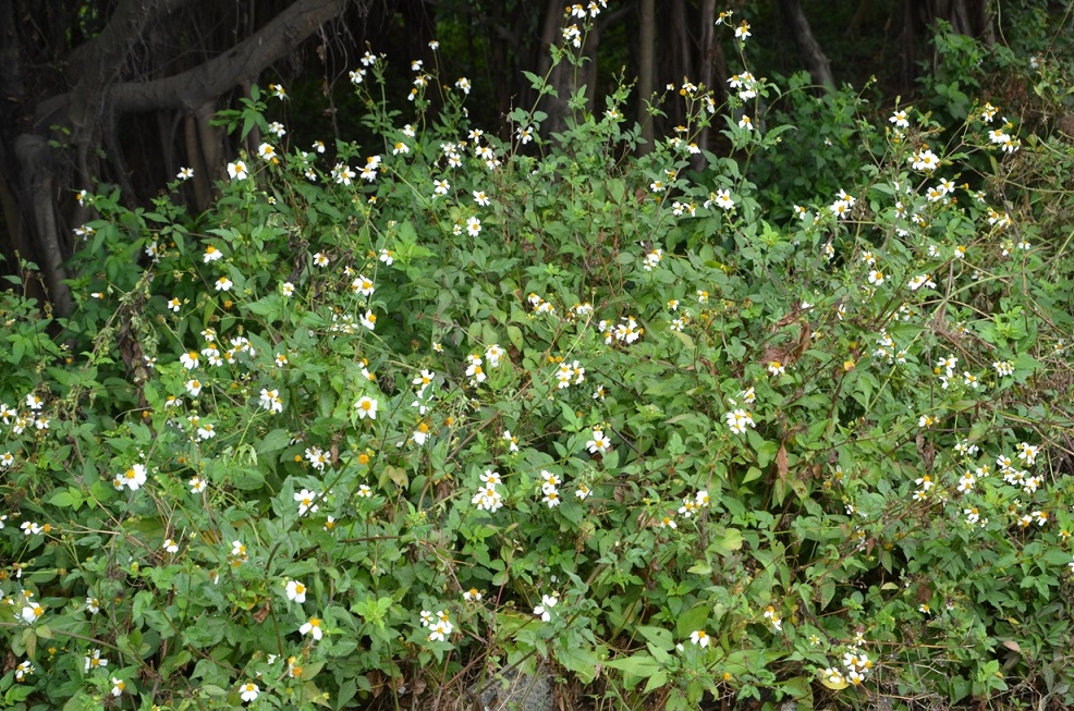 Agulha Branca (Bidens alba)