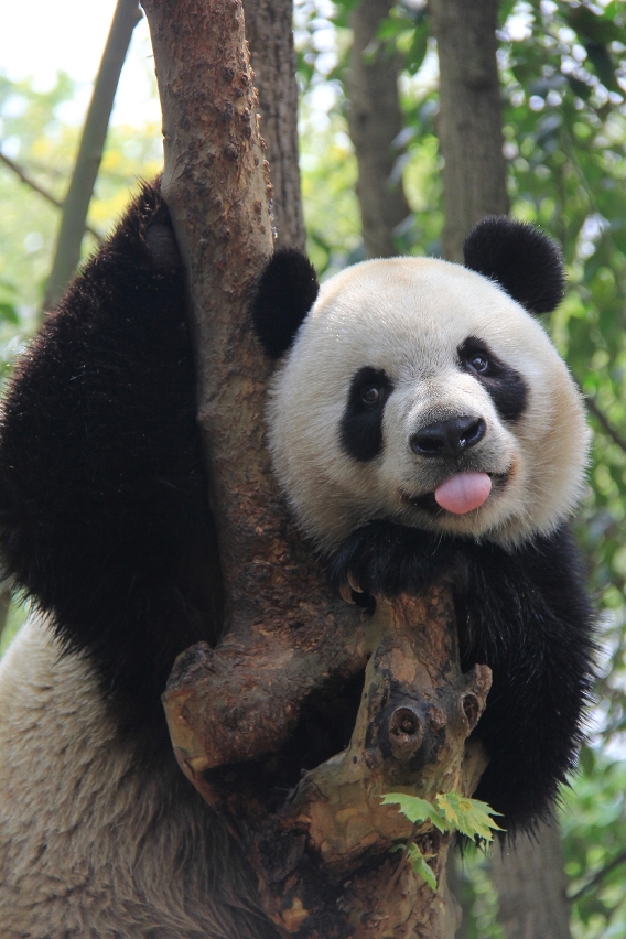 The seven-year-old male “Yalin”.