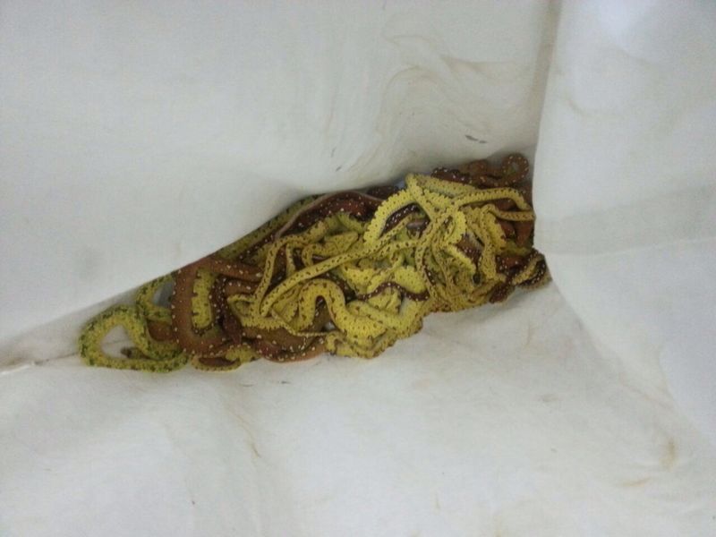 全部活蛇