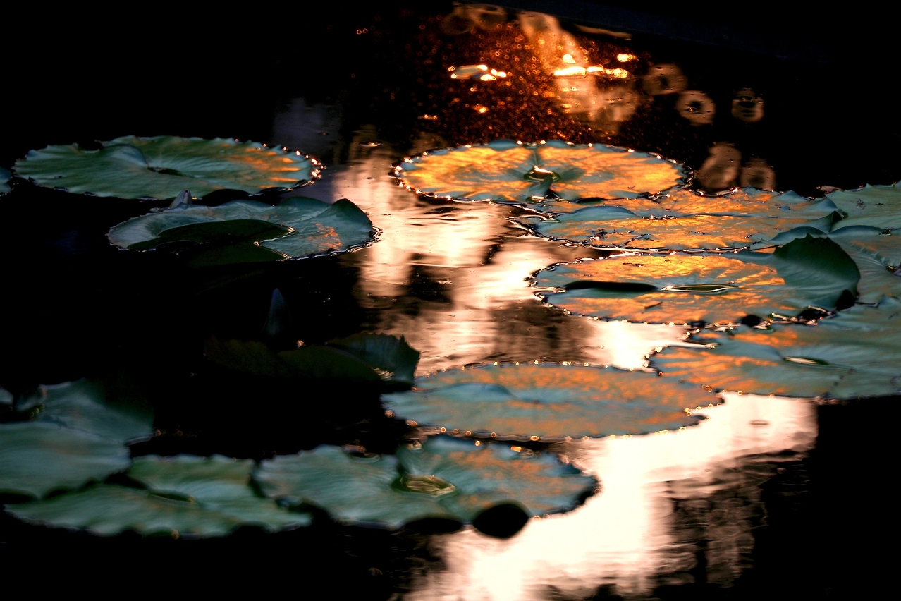 金葉滿塘　2009