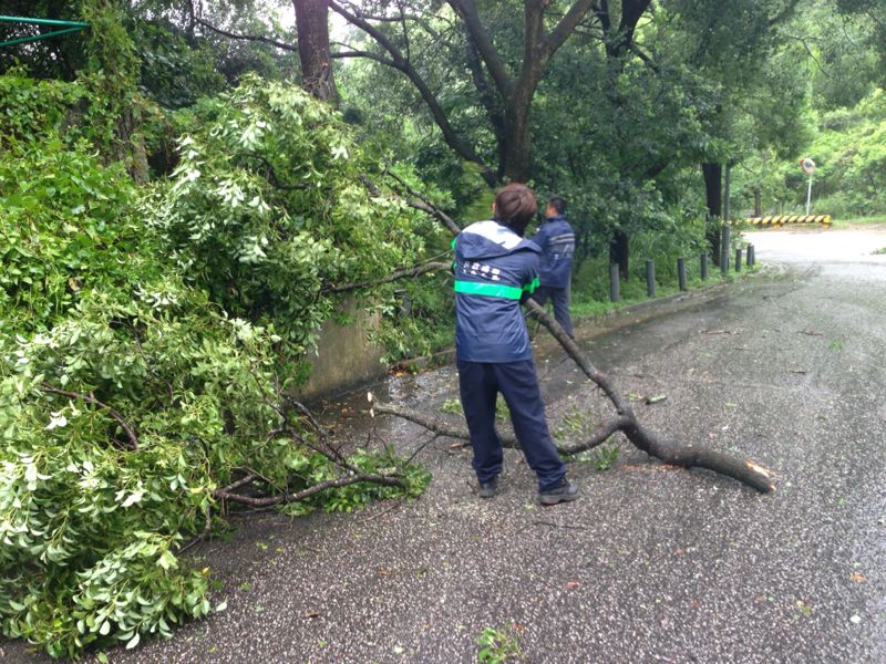 清理路環高頂馬路路邊樹技