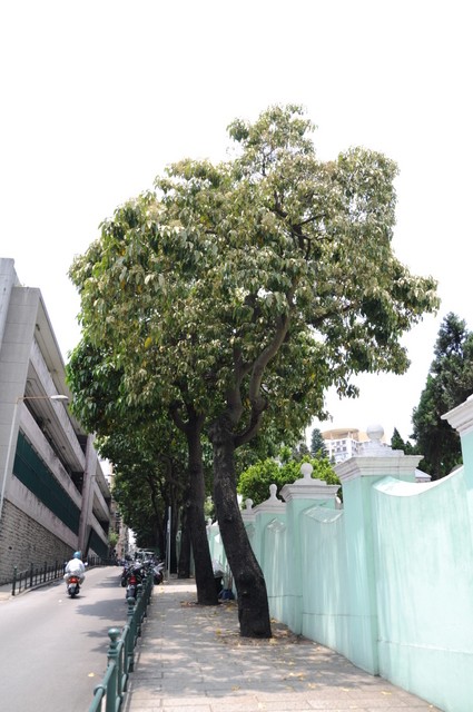 西墳馬路石栗葉黃且小表現出後期褐根病病徵