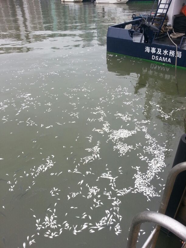 筷子基北灣和青洲塘出現死魚