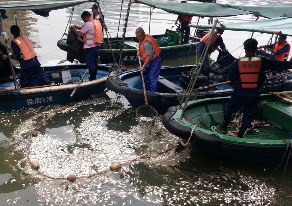 海事及水務局加緊清理死魚