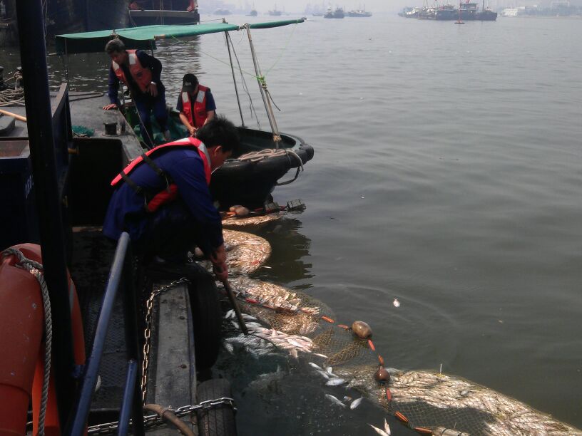 港務局清理筷子基北灣的死魚 2