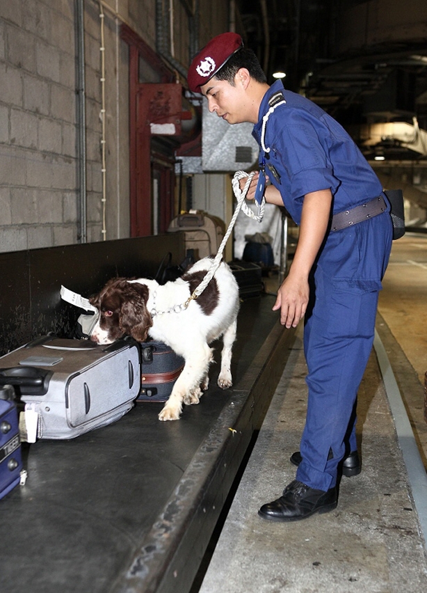 增派警犬在口岸執行任務