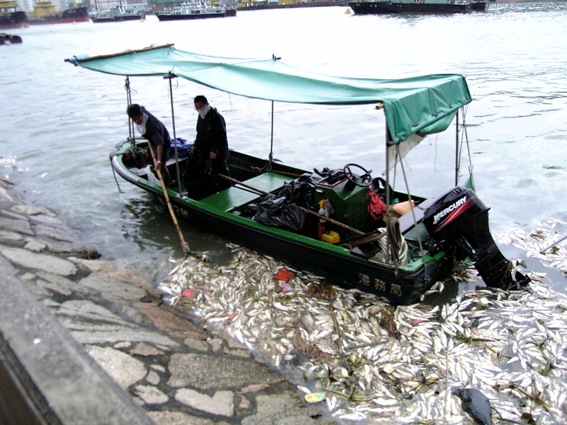 港務局人員正加緊打撈死魚