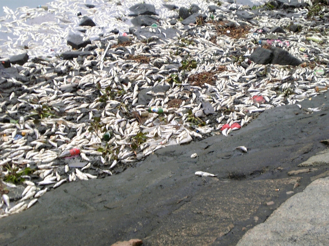 青洲塘浮現大量死魚
