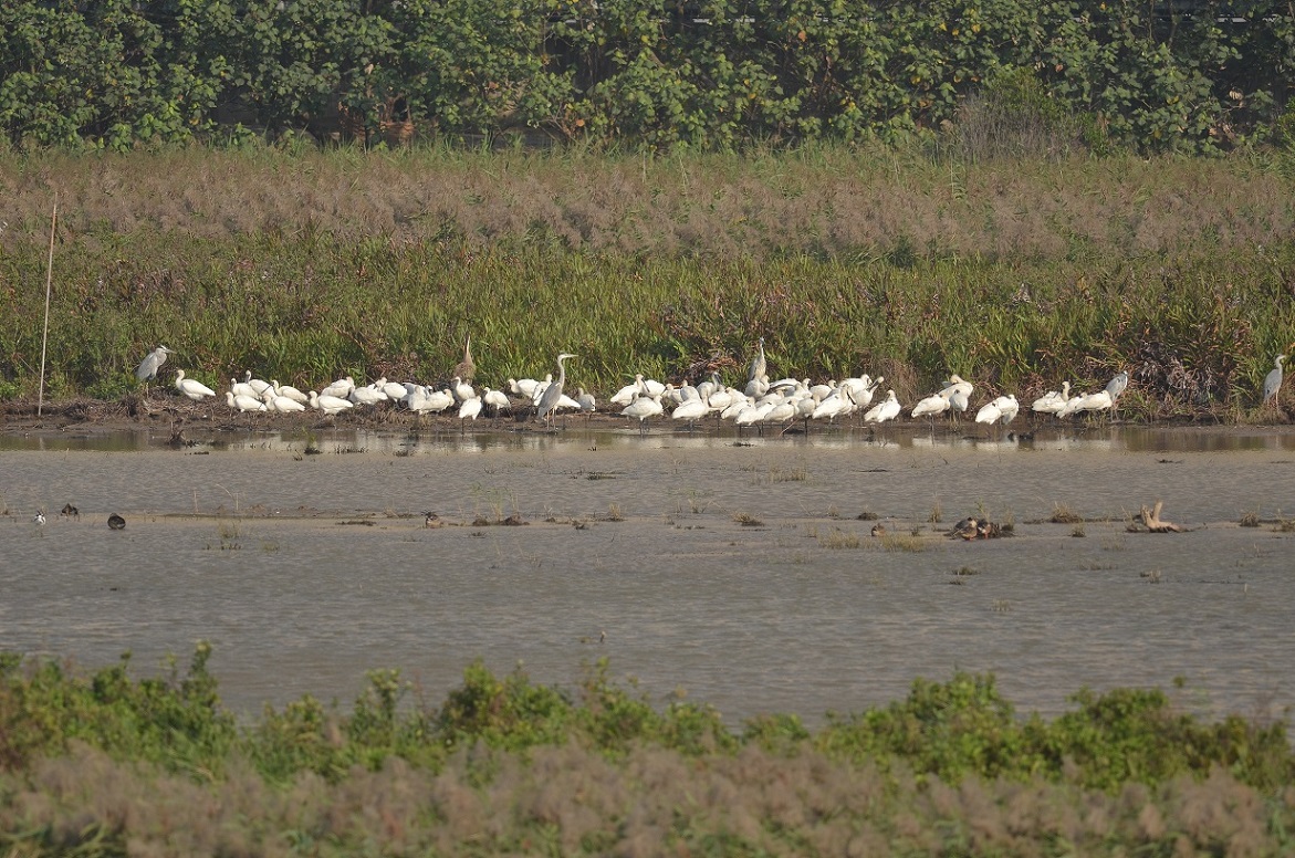 Mais de 60 colhereiros-de-cara-preta pousados na Zona Ecológica I. (fotografia tirada em 16 de Dezembro de 2014)