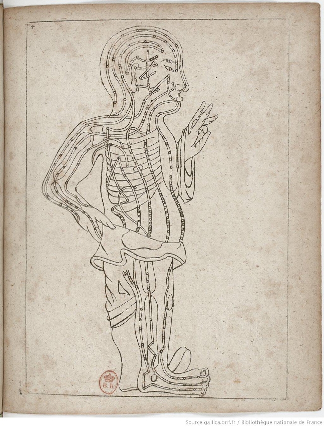 Demonstração da Anatomia Humana e dos Meridianos de Acupunctura