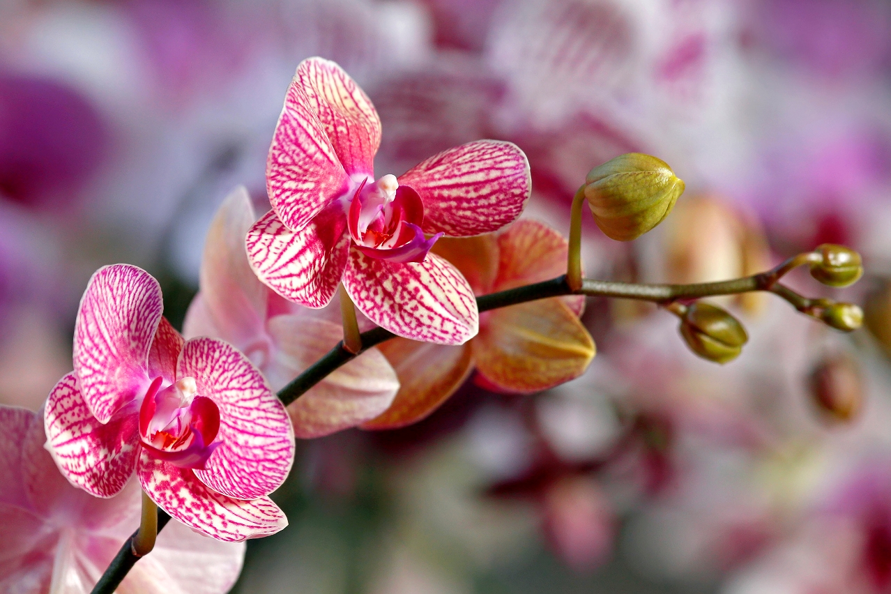 “Orchids”