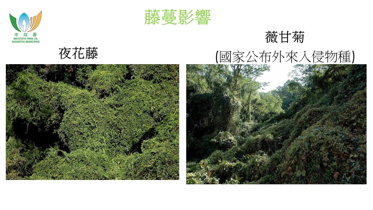 近年本澳多處山林看似一片綠油油，實則山體早被瘋長的藤本植物大面積覆蓋