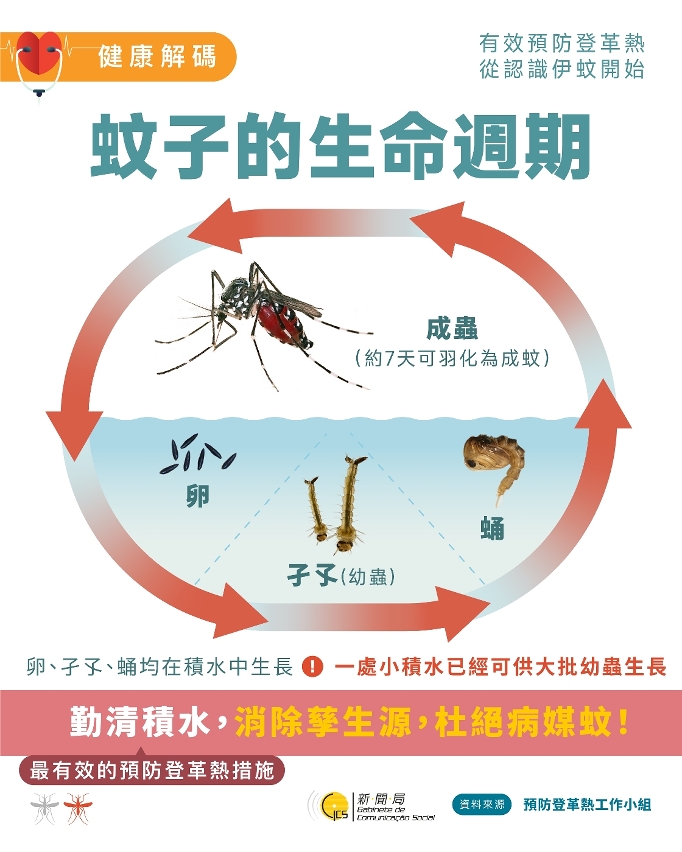 有效預防登革熱  從認識伊蚊開始(2)