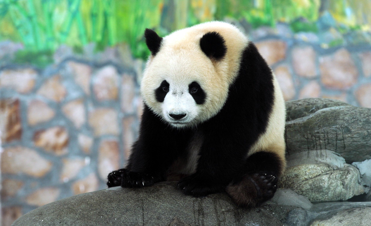 O panda oferecido pelo Governo Popular Central à RAEM, “710”(fêmea)