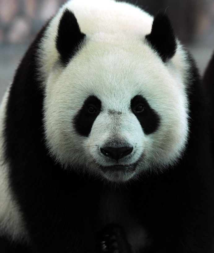 O panda oferecido pelo Governo Popular Central à RAEM, “717”(macho)