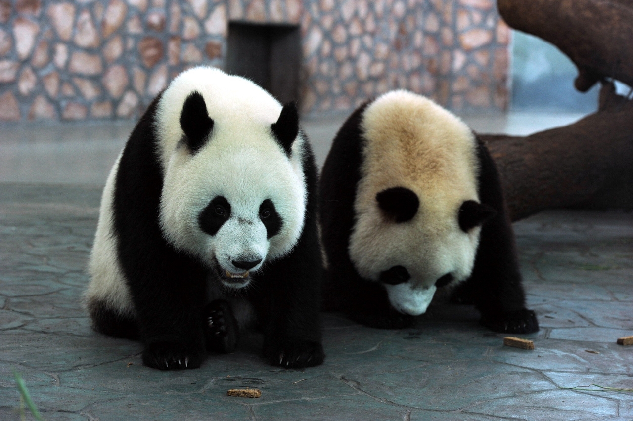 Um casal de pandas oferecido pelo Governo Popular Central à RAEM, “717”(macho) (à esquerda) e “710”(fêmea) (à direita)