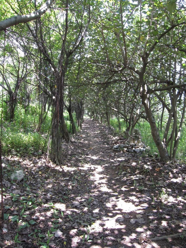O trilho de estudo (em projecto) para reforçar as funções ecológicas e de educação ambiental.