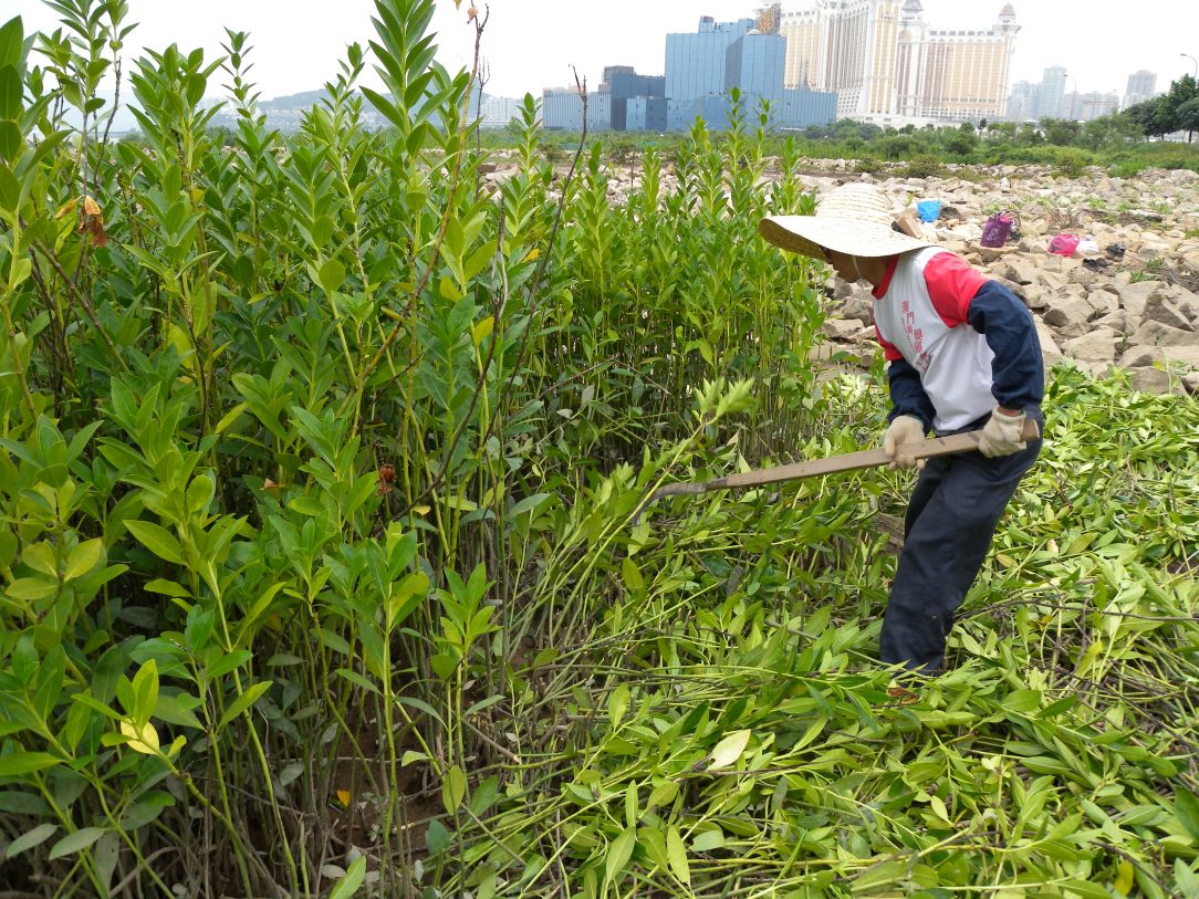 Os trabalhadores removem o excesso de plantas para aumentar o espaço para aves.