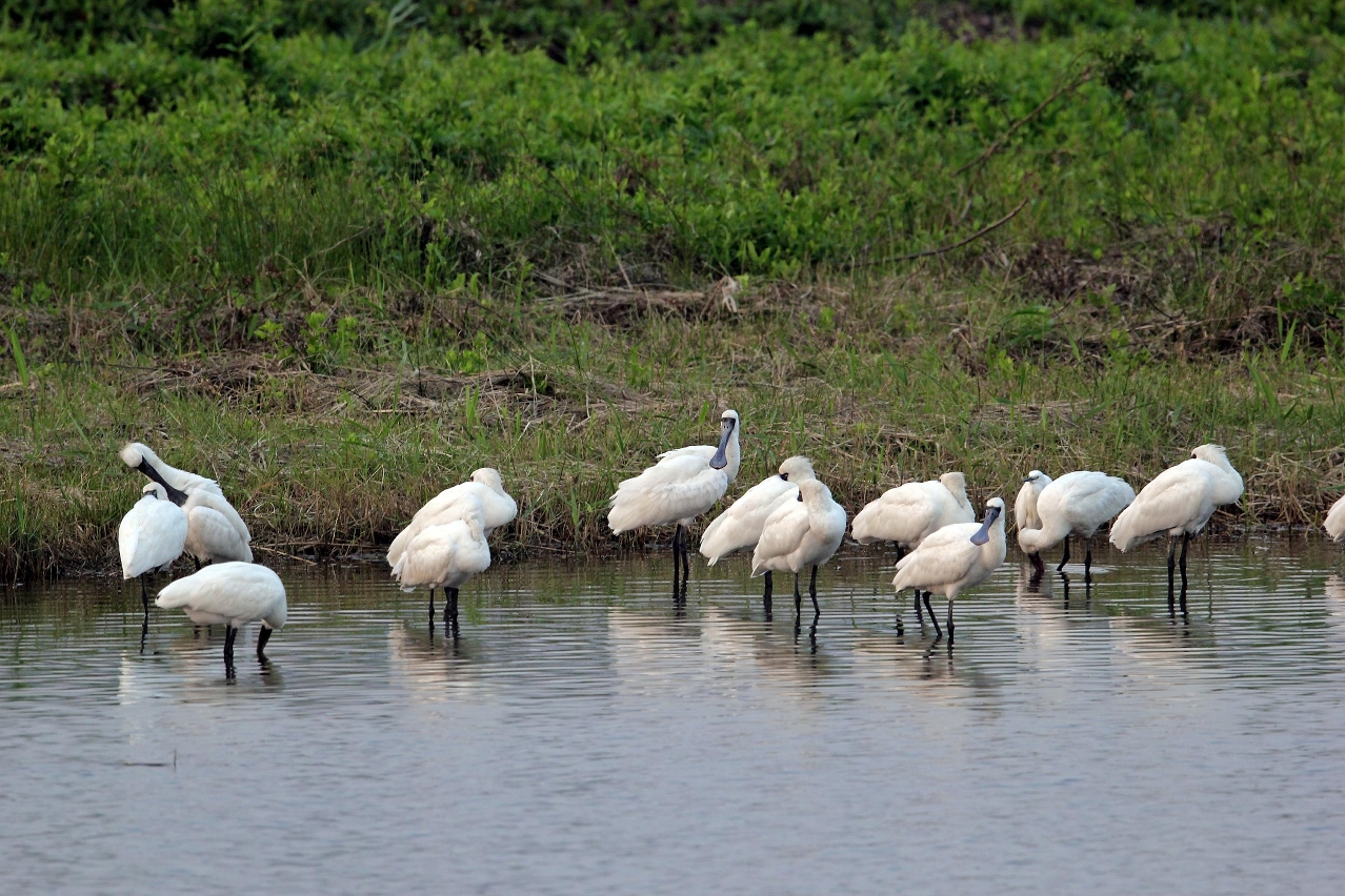 O primeiro grupo de colhereiros-de-cara-preta chegou à Zona Ecológica no COTAI, onde repousa e descansa (foto tirada em 26 de Outubro de 2013)