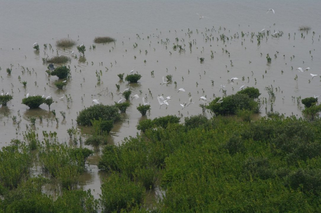 Concluída a remoção de espécies invasoras de mangues, a margem atrai garças que ali procuram alimentos.