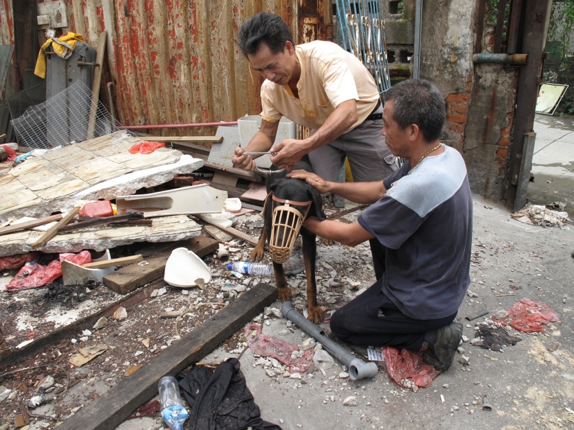 O ocupante levou os cães do local