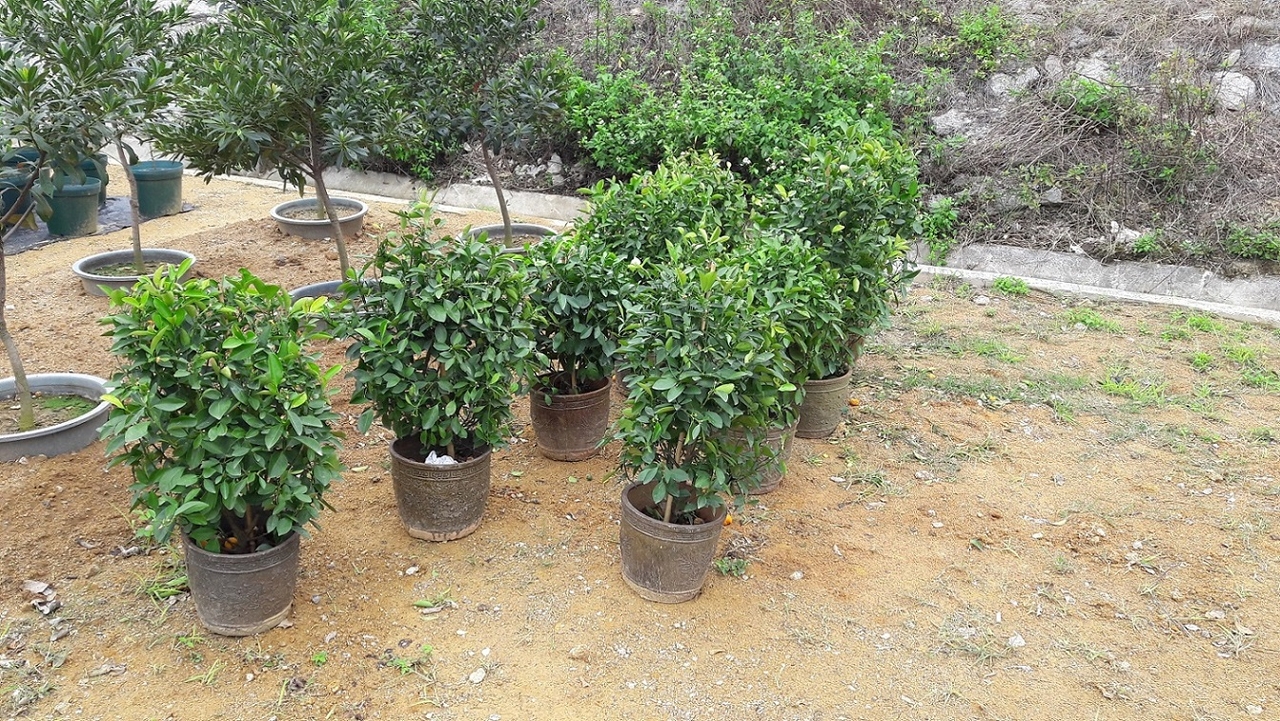 可重新種植的年桔會種植於山林