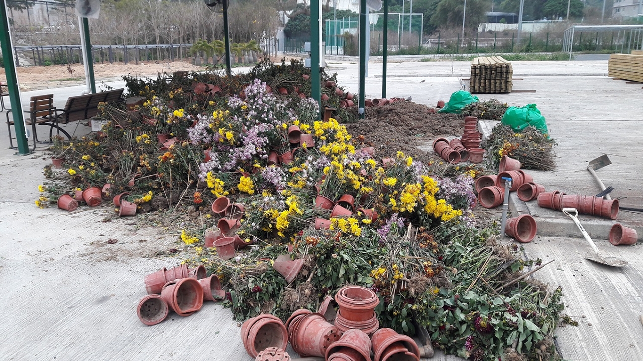 已枯萎或不能再種植的年花會用作堆肥