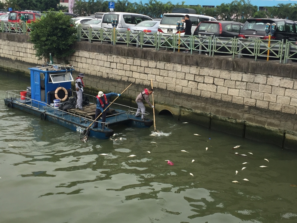 工作人員加緊清理海面死魚