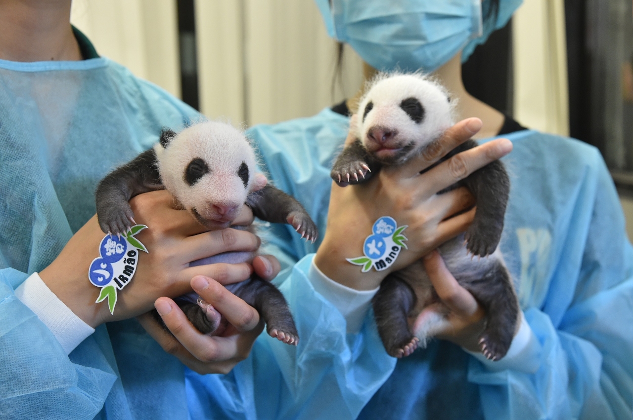 At birth the twin giant panda cubs are nicknamed respectively “Dabao” (right) and “Xiaobao”.