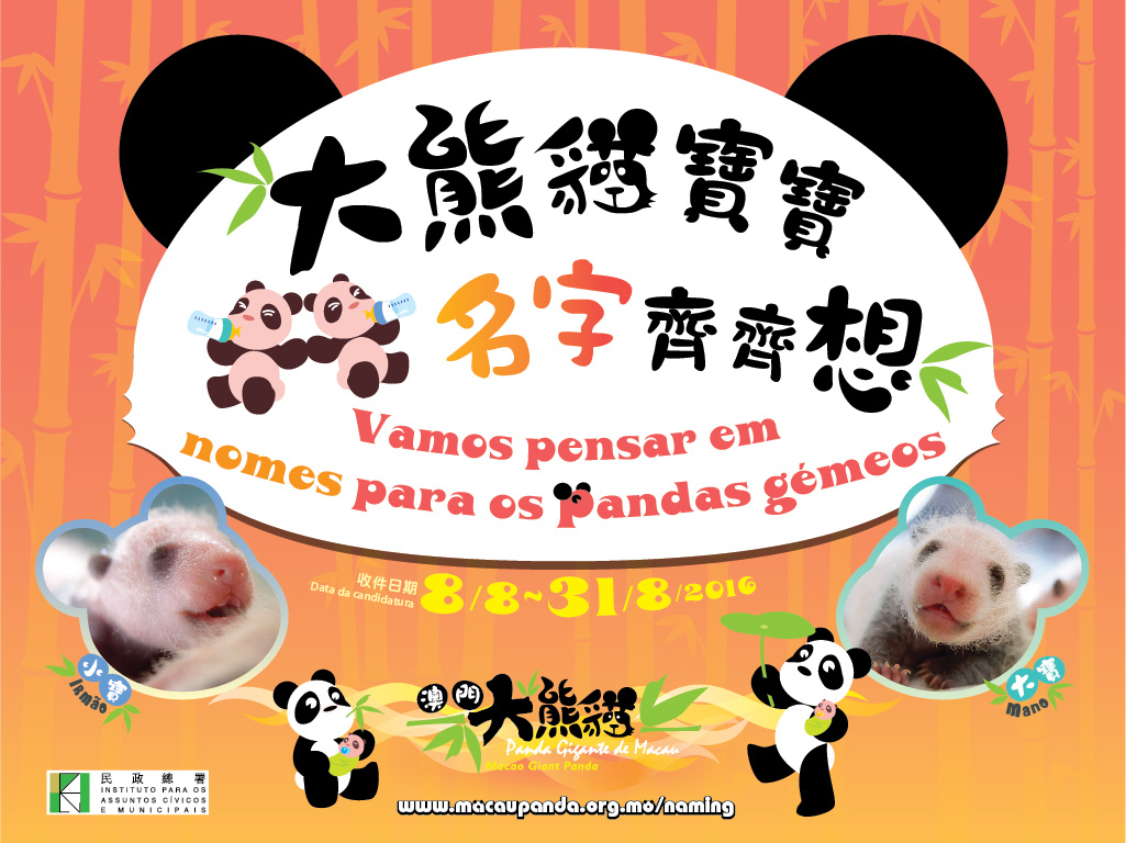 Government invites residents to name first Macao-born giant panda cubs