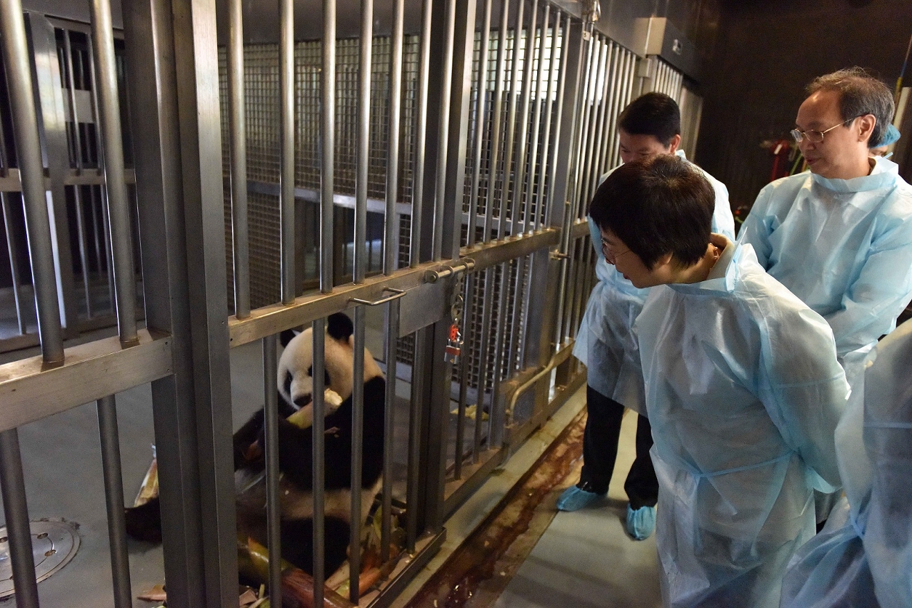 大熊貓“心心”專心進食補充營養，為餵哺一對寳寳做足準備