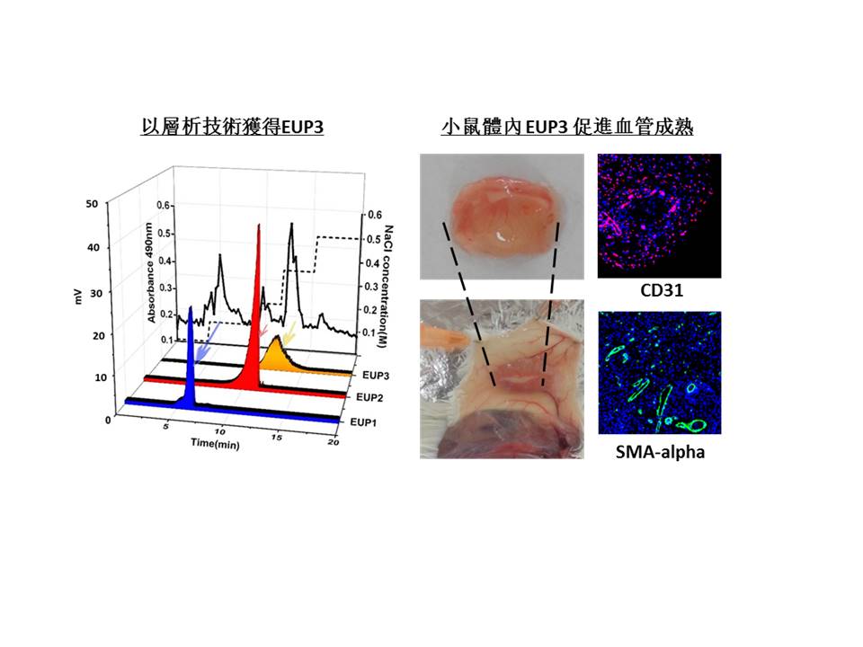 澳大中藥研究新發現將助治療心血管疾病