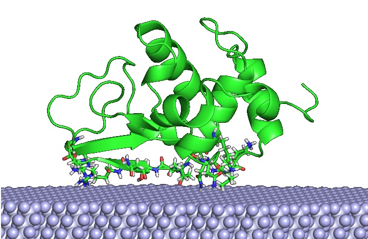 The 3D protein-surface structures of Lysozyme on the surface of PTFE
