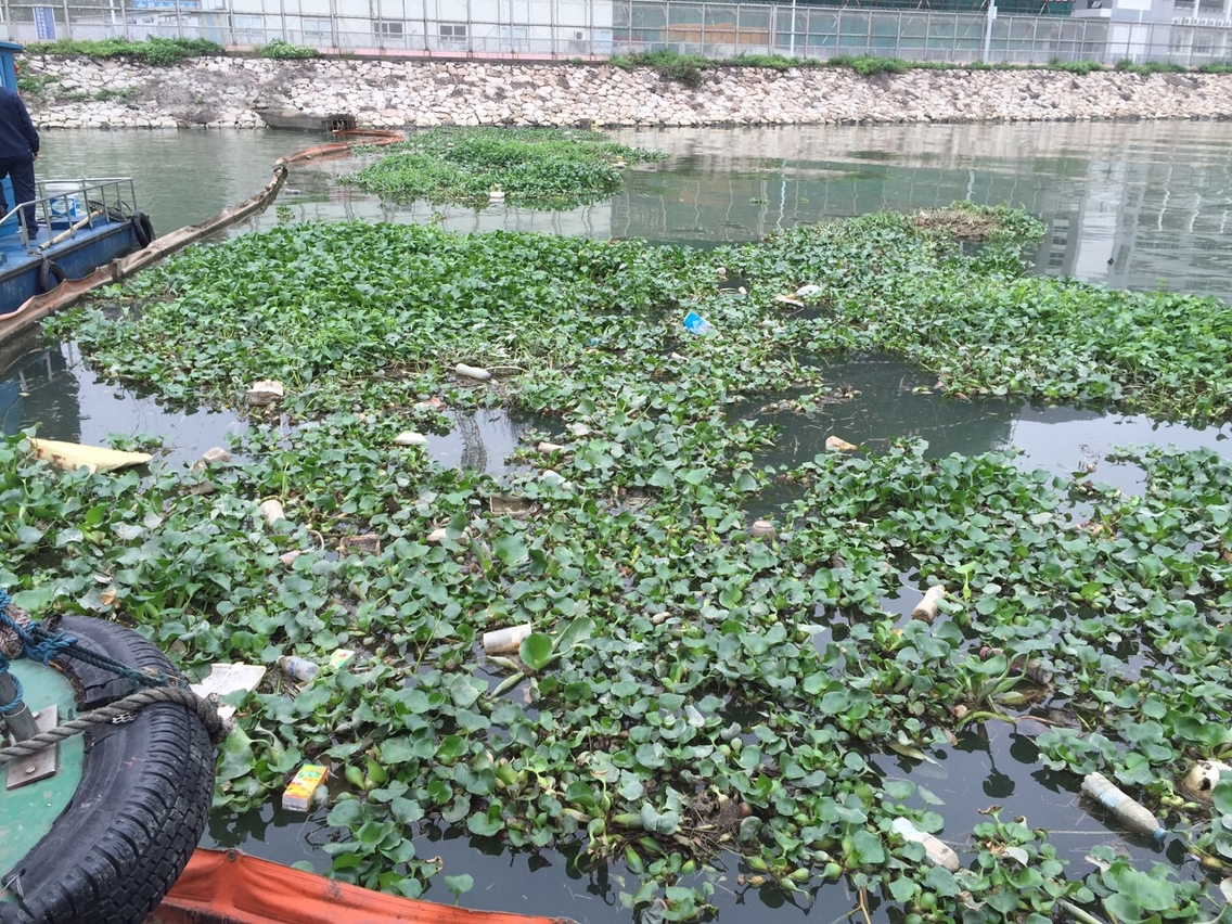 海事局清理鴨涌河水浮蓮