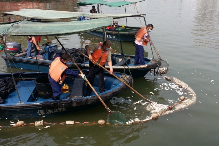 海事局加緊清理死魚